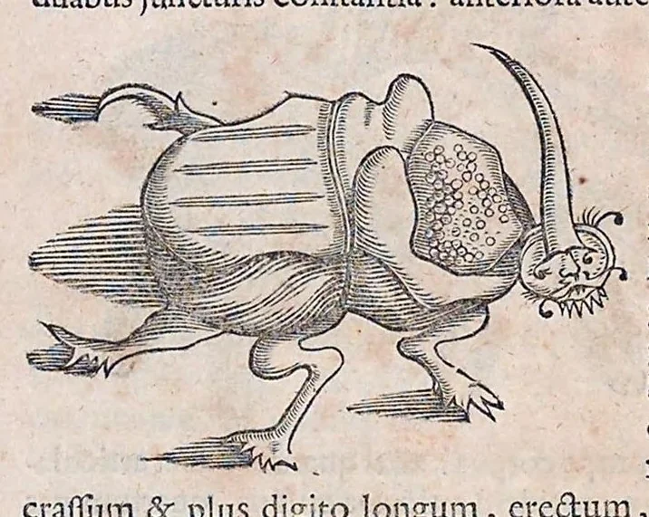 An illustration from Guilielmi Pisonis ... De medicina Brasiliensi libri qvatvor ... et Georgii Marcgravii de Liebstad Historiae rervm natvralivm Brasiliae, libri octo ... cum appendice de Tapuyis, et Chilensibvs J. de Laet ... in ordinem digessit & annotationes addidit, & varia ab auctore omissa supplevit & illustravit, 1648, leaf 388