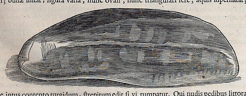 An illustration from Guilielmi Pisonis ... De medicina Brasiliensi libri qvatvor ... et Georgii Marcgravii de Liebstad Historiae rervm natvralivm Brasiliae, libri octo ... cum appendice de Tapuyis, et Chilensibvs J. de Laet ... in ordinem digessit & annotationes addidit, & varia ab auctore omissa supplevit & illustravit, 1648, leaf 55