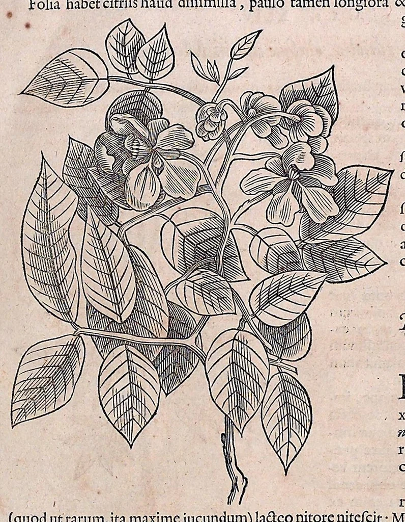 An illustration from Guilielmi Pisonis ... De medicina Brasiliensi libri qvatvor ... et Georgii Marcgravii de Liebstad Historiae rervm natvralivm Brasiliae, libri octo ... cum appendice de Tapuyis, et Chilensibvs J. de Laet ... in ordinem digessit & annotationes addidit, & varia ab auctore omissa supplevit & illustravit, 1648, leaf 96