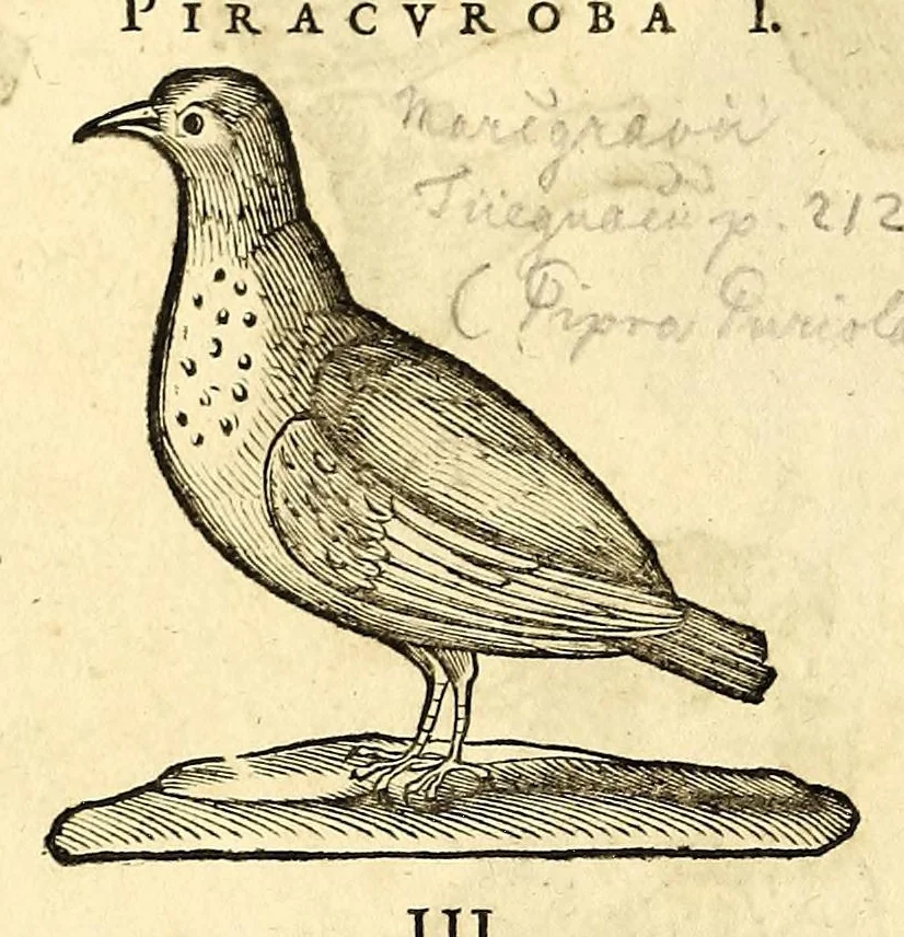 An illustration from Gulielmi Pisonis medici Amstelædamensis De Indiæ utriusque re naturali et medica libri quatuordecim, quorum contenta pagina sequens exhibet, 1658, leaf 114