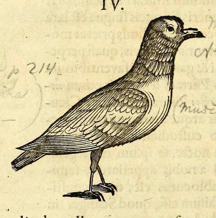 An illustration from Gulielmi Pisonis medici Amstelædamensis De Indiæ utriusque re naturali et medica libri quatuordecim, quorum contenta pagina sequens exhibet, 1658, leaf 114