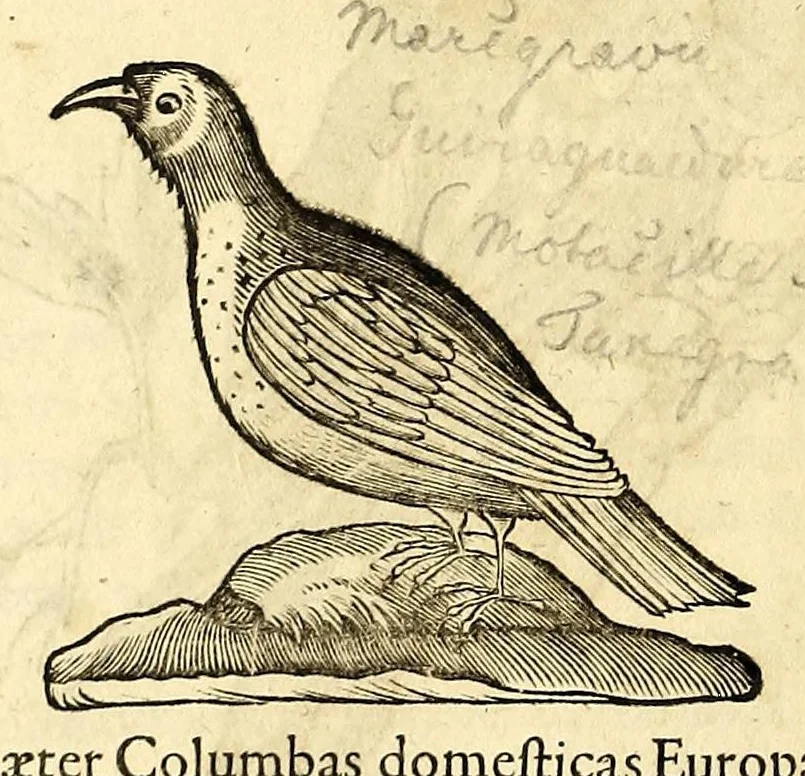 An illustration from Gulielmi Pisonis medici Amstelædamensis De Indiæ utriusque re naturali et medica libri quatuordecim, quorum contenta pagina sequens exhibet, 1658, leaf 114
