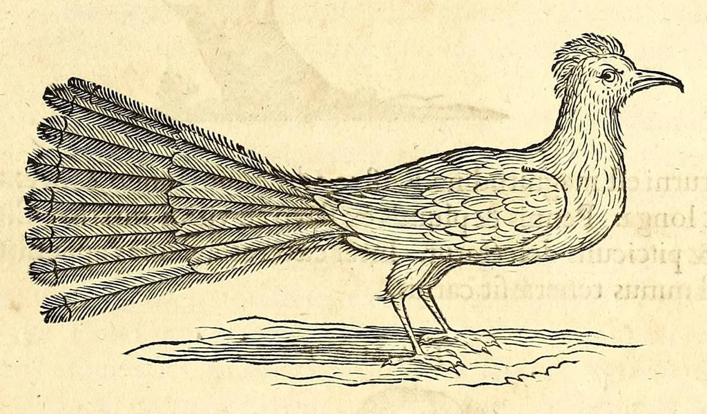 An illustration from Gulielmi Pisonis medici Amstelædamensis De Indiæ utriusque re naturali et medica libri quatuordecim, quorum contenta pagina sequens exhibet, 1658, leaf 123