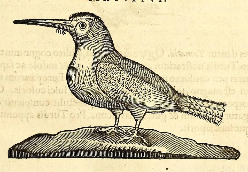 An illustration from Gulielmi Pisonis medici Amstelædamensis De Indiæ utriusque re naturali et medica libri quatuordecim, quorum contenta pagina sequens exhibet, 1658, leaf 123