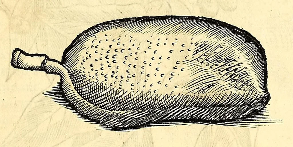 An illustration from Gulielmi Pisonis medici Amstelædamensis De Indiæ utriusque re naturali et medica libri quatuordecim, quorum contenta pagina sequens exhibet, 1658, leaf 151
