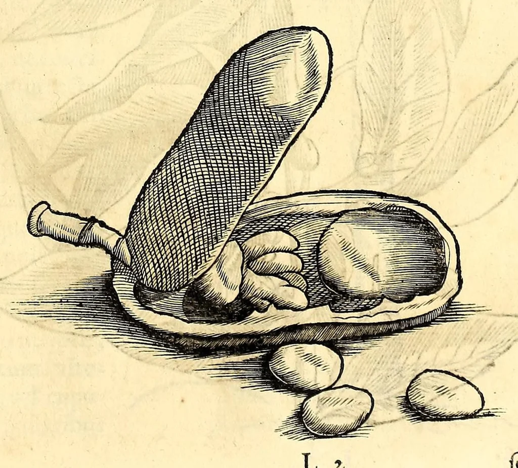 An illustration from Gulielmi Pisonis medici Amstelædamensis De Indiæ utriusque re naturali et medica libri quatuordecim, quorum contenta pagina sequens exhibet, 1658, leaf 151