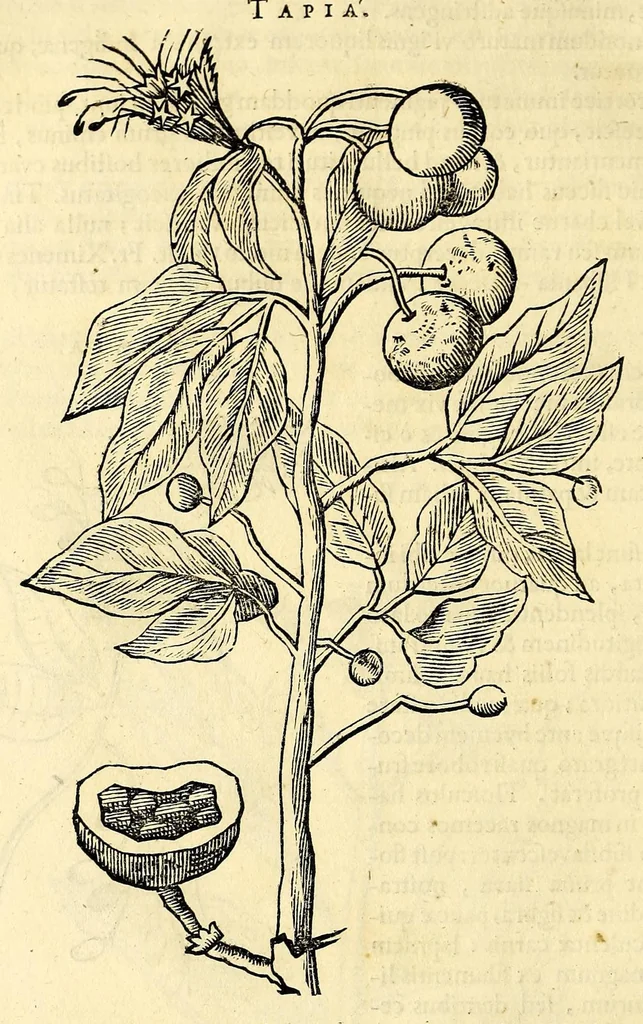 An illustration from Gulielmi Pisonis medici Amstelædamensis De Indiæ utriusque re naturali et medica libri quatuordecim, quorum contenta pagina sequens exhibet, 1658, leaf 168
