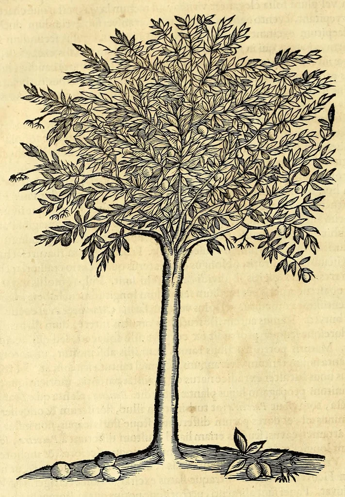 An illustration from Gulielmi Pisonis medici Amstelædamensis De Indiæ utriusque re naturali et medica libri quatuordecim, quorum contenta pagina sequens exhibet, 1658, leaf 184