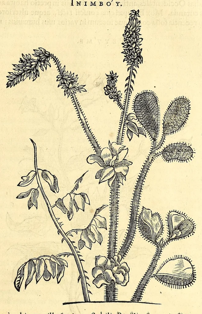 An illustration from Gulielmi Pisonis medici Amstelædamensis De Indiæ utriusque re naturali et medica libri quatuordecim, quorum contenta pagina sequens exhibet, 1658, leaf 233