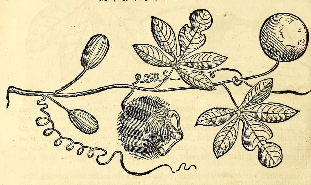 An illustration from Gulielmi Pisonis medici Amstelædamensis De Indiæ utriusque re naturali et medica libri quatuordecim, quorum contenta pagina sequens exhibet, 1658, leaf 276