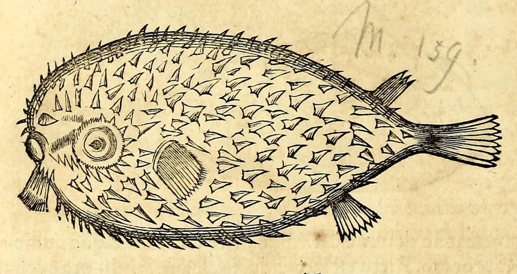 An illustration from Gulielmi Pisonis medici Amstelædamensis De Indiæ utriusque re naturali et medica libri quatuordecim, quorum contenta pagina sequens exhibet, 1658, leaf 330
