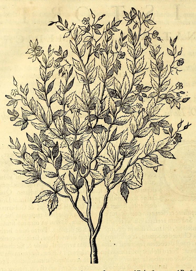 An illustration from Gulielmi Pisonis medici Amstelædamensis De Indiæ utriusque re naturali et medica libri quatuordecim, quorum contenta pagina sequens exhibet, 1658, leaf 490