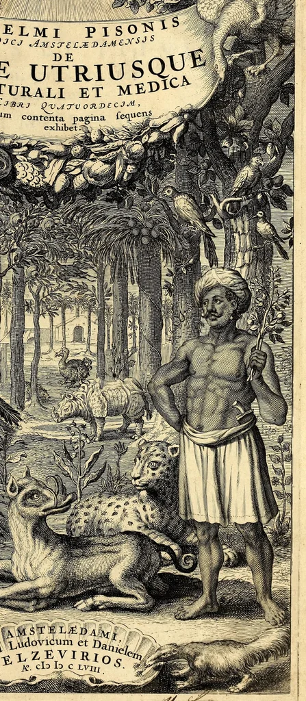 An illustration from Gulielmi Pisonis medici Amstelædamensis De Indiæ utriusque re naturali et medica libri quatuordecim, quorum contenta pagina sequens exhibet, 1658, leaf 5