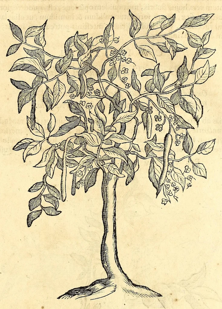 An illustration from Gulielmi Pisonis medici Amstelædamensis De Indiæ utriusque re naturali et medica libri quatuordecim, quorum contenta pagina sequens exhibet, 1658, leaf 503