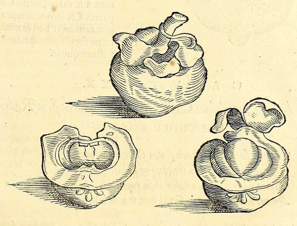 An illustration from Gulielmi Pisonis medici Amstelædamensis De Indiæ utriusque re naturali et medica libri quatuordecim, quorum contenta pagina sequens exhibet, 1658, leaf 517