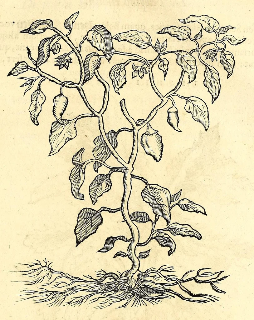 An illustration from Gulielmi Pisonis medici Amstelædamensis De Indiæ utriusque re naturali et medica libri quatuordecim, quorum contenta pagina sequens exhibet, 1658, leaf 533