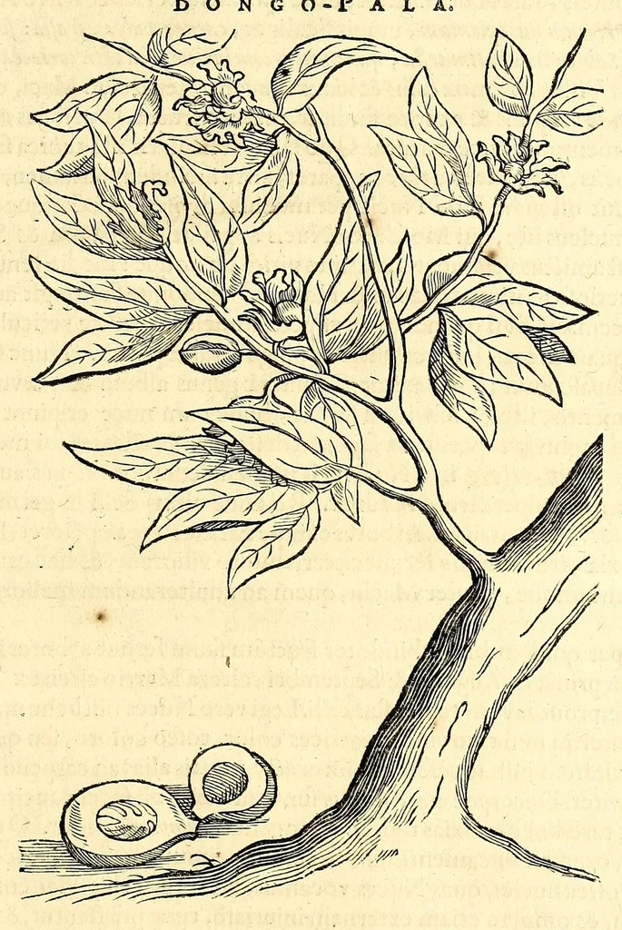 An illustration from Gulielmi Pisonis medici Amstelædamensis De Indiæ utriusque re naturali et medica libri quatuordecim, quorum contenta pagina sequens exhibet, 1658, leaf 575