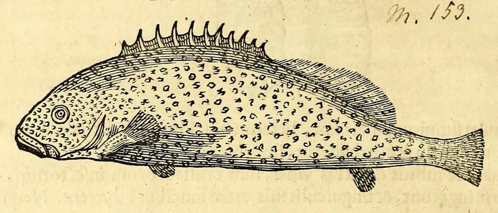 An illustration from Gulielmi Pisonis medici Amstelædamensis De Indiæ utriusque re naturali et medica libri quatuordecim, quorum contenta pagina sequens exhibet, 1658, leaf 80