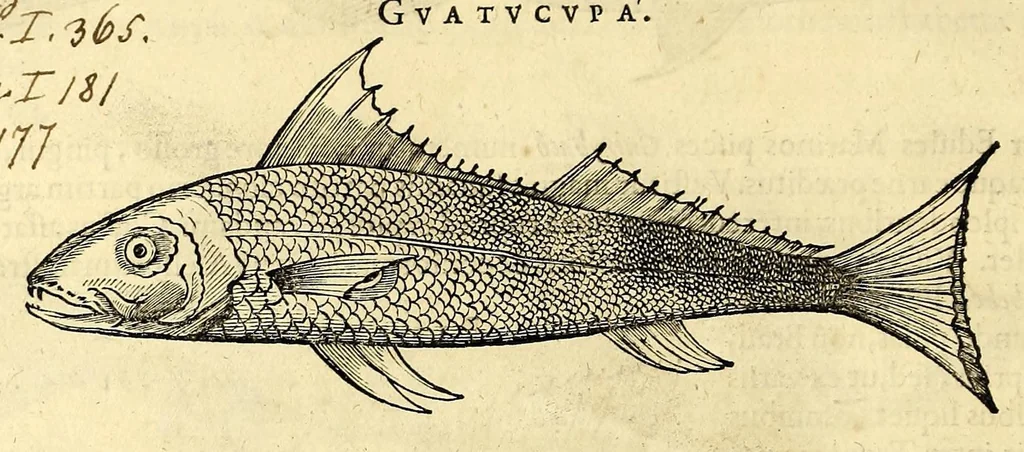 An illustration from Gulielmi Pisonis medici Amstelædamensis De Indiæ utriusque re naturali et medica libri quatuordecim, quorum contenta pagina sequens exhibet, 1658, leaf 90