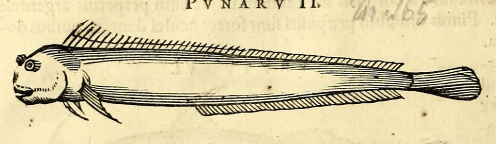 An illustration from Gulielmi Pisonis medici Amstelædamensis De Indiæ utriusque re naturali et medica libri quatuordecim, quorum contenta pagina sequens exhibet, 1658, leaf 94