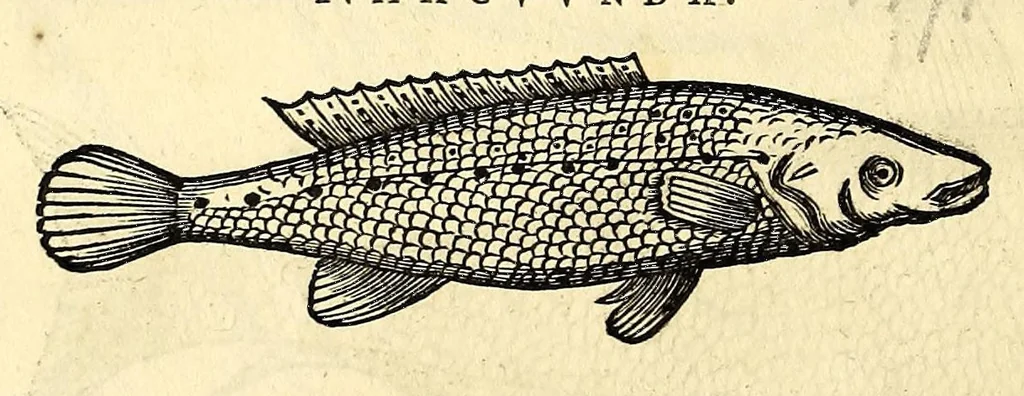 An illustration from Gulielmi Pisonis medici Amstelædamensis De Indiæ utriusque re naturali et medica libri quatuordecim, quorum contenta pagina sequens exhibet, 1658, leaf 94