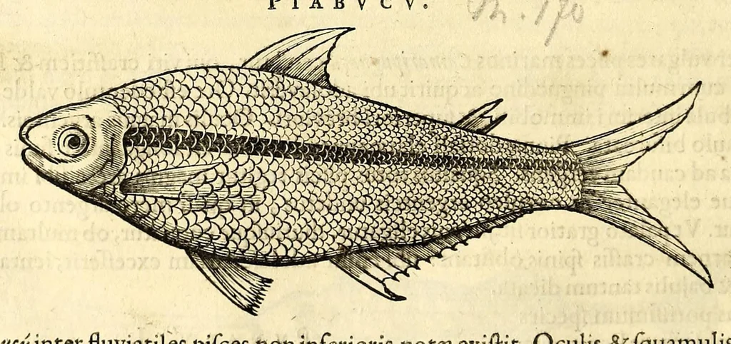 An illustration from Gulielmi Pisonis medici Amstelædamensis De Indiæ utriusque re naturali et medica libri quatuordecim, quorum contenta pagina sequens exhibet, 1658, leaf 94