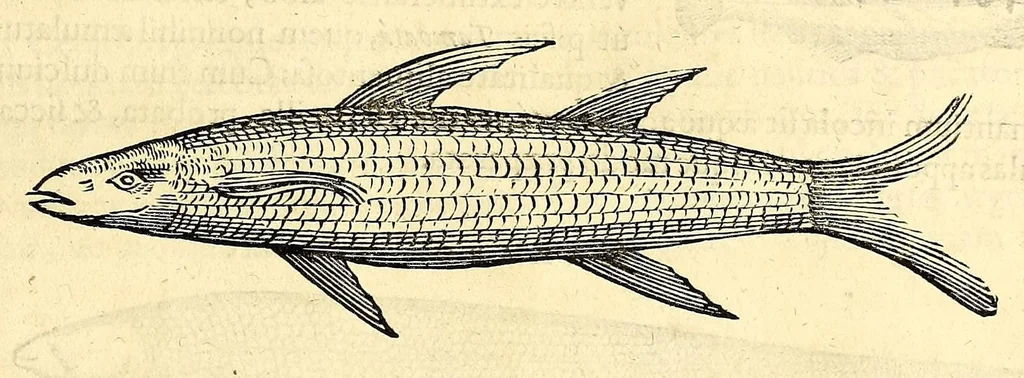 An illustration from Gulielmi Pisonis medici Amstelædamensis De Indiæ utriusque re naturali et medica libri quatuordecim, quorum contenta pagina sequens exhibet, 1658, leaf 99