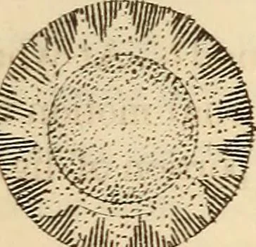An illustration from Guy's Elements of astronomy : and an abridgment of Keith's New treastise on the use of the globes, 1864, leaf 166