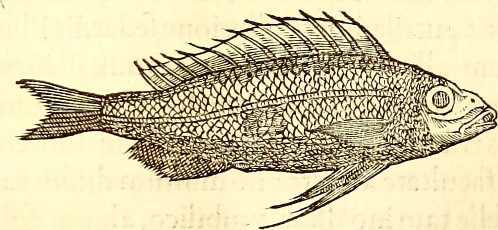 An illustration from Gvlielmi Rondeletii ... Libri de piscibus marinis, in quibus veræ piscium effigies expressæ sunt .., 1554, leaf 159