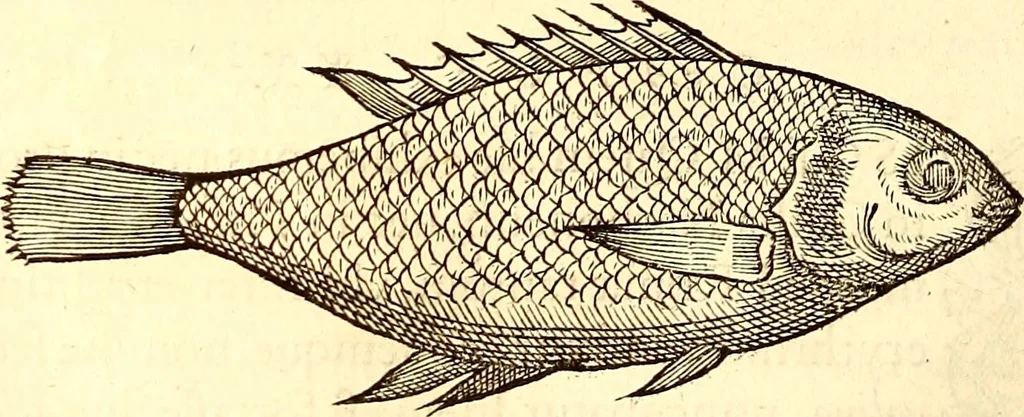 An illustration from Gvlielmi Rondeletii ... Libri de piscibus marinis, in quibus veræ piscium effigies expressæ sunt .., 1554, leaf 171