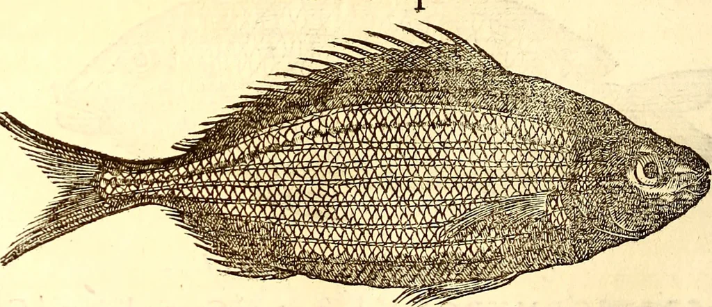 An illustration from Gvlielmi Rondeletii ... Libri de piscibus marinis, in quibus veræ piscium effigies expressæ sunt .., 1554, leaf 173