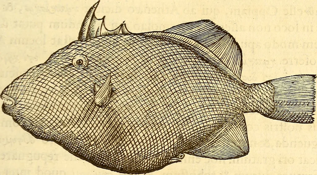 An illustration from Gvlielmi Rondeletii ... Libri de piscibus marinis, in quibus veræ piscium effigies expressæ sunt .., 1554, leaf 178