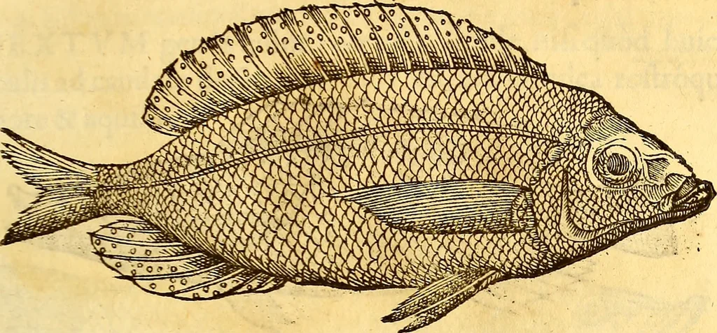 An illustration from Gvlielmi Rondeletii ... Libri de piscibus marinis, in quibus veræ piscium effigies expressæ sunt .., 1554, leaf 194