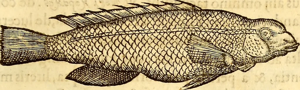 An illustration from Gvlielmi Rondeletii ... Libri de piscibus marinis, in quibus veræ piscium effigies expressæ sunt .., 1554, leaf 196