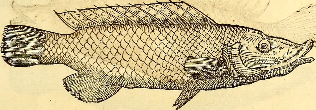 An illustration from Gvlielmi Rondeletii ... Libri de piscibus marinis, in quibus veræ piscium effigies expressæ sunt .., 1554, leaf 196