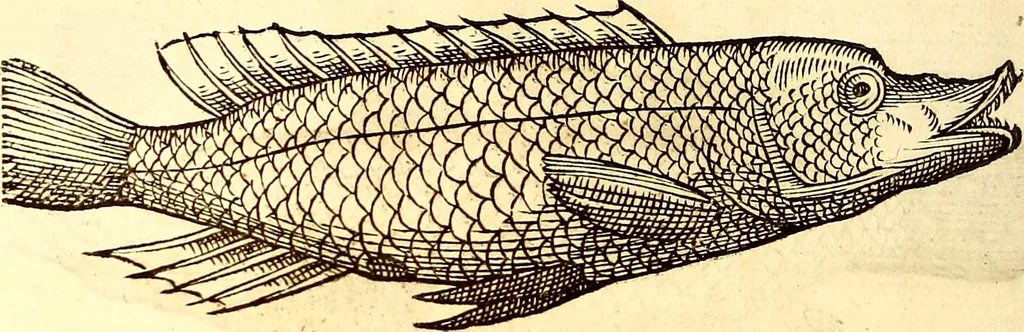 An illustration from Gvlielmi Rondeletii ... Libri de piscibus marinis, in quibus veræ piscium effigies expressæ sunt .., 1554, leaf 197