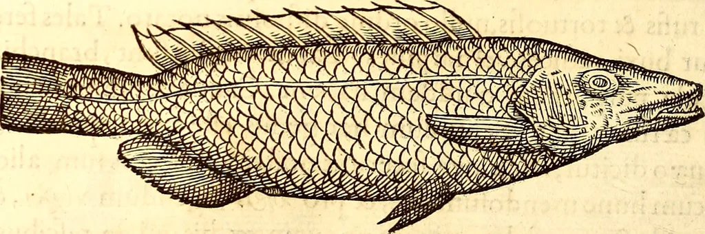 An illustration from Gvlielmi Rondeletii ... Libri de piscibus marinis, in quibus veræ piscium effigies expressæ sunt .., 1554, leaf 197