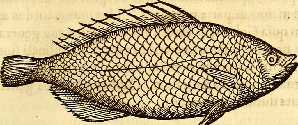 An illustration from Gvlielmi Rondeletii ... Libri de piscibus marinis, in quibus veræ piscium effigies expressæ sunt .., 1554, leaf 198
