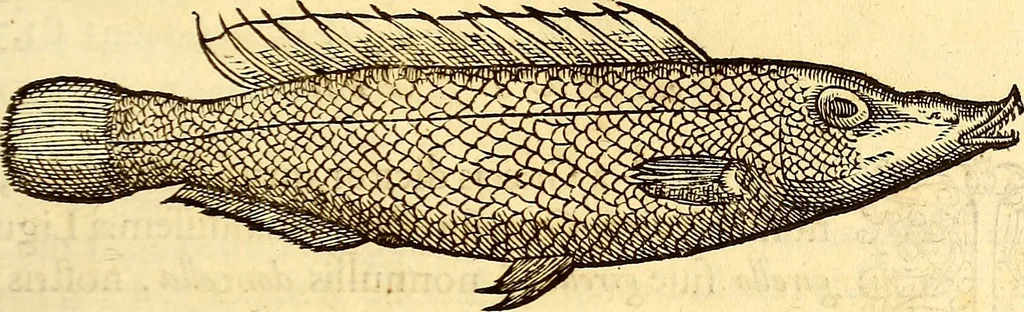 An illustration from Gvlielmi Rondeletii ... Libri de piscibus marinis, in quibus veræ piscium effigies expressæ sunt .., 1554, leaf 198