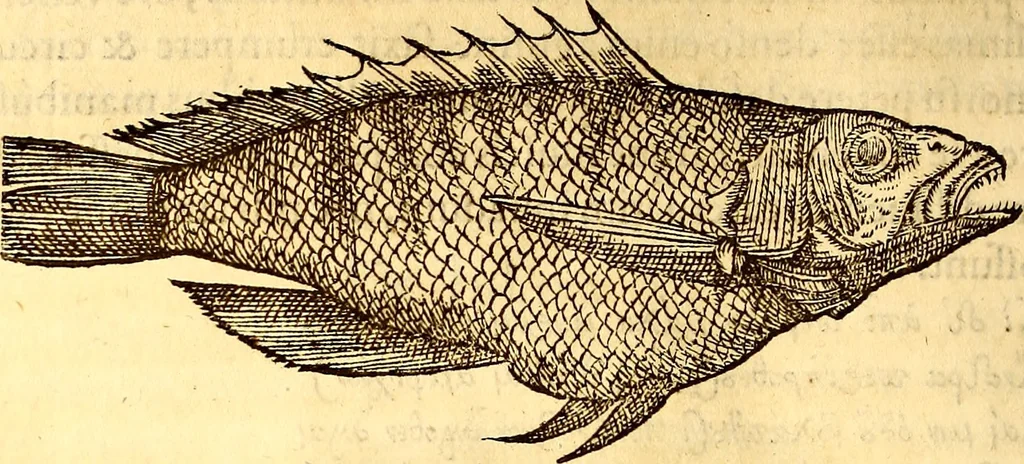 An illustration from Gvlielmi Rondeletii ... Libri de piscibus marinis, in quibus veræ piscium effigies expressæ sunt .., 1554, leaf 201
