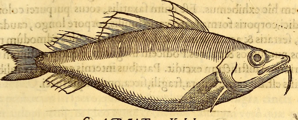 An illustration from Gvlielmi Rondeletii ... Libri de piscibus marinis, in quibus veræ piscium effigies expressæ sunt .., 1554, leaf 210