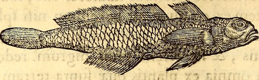 An illustration from Gvlielmi Rondeletii ... Libri de piscibus marinis, in quibus veræ piscium effigies expressæ sunt .., 1554, leaf 219