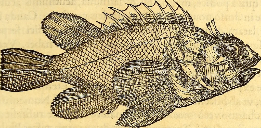 An illustration from Gvlielmi Rondeletii ... Libri de piscibus marinis, in quibus veræ piscium effigies expressæ sunt .., 1554, leaf 220
