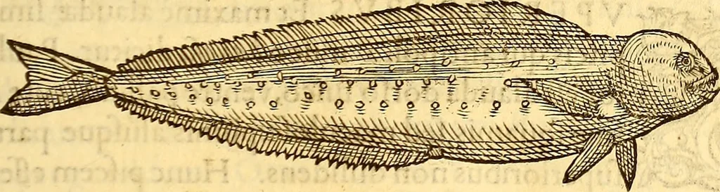 An illustration from Gvlielmi Rondeletii ... Libri de piscibus marinis, in quibus veræ piscium effigies expressæ sunt .., 1554, leaf 224