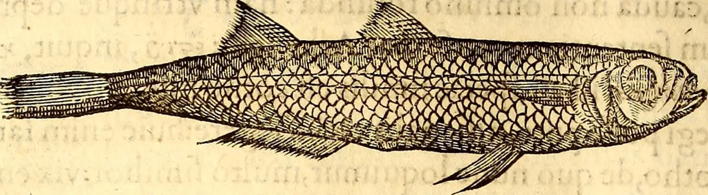 An illustration from Gvlielmi Rondeletii ... Libri de piscibus marinis, in quibus veræ piscium effigies expressæ sunt .., 1554, leaf 235