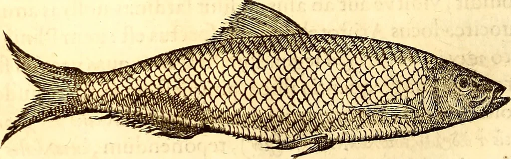 An illustration from Gvlielmi Rondeletii ... Libri de piscibus marinis, in quibus veræ piscium effigies expressæ sunt .., 1554, leaf 239