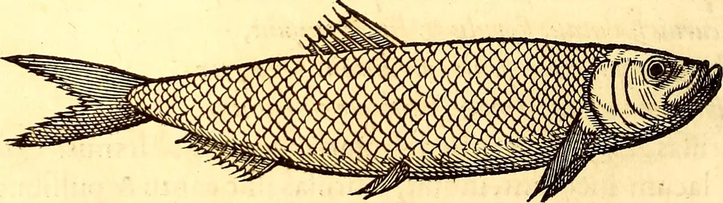 An illustration from Gvlielmi Rondeletii ... Libri de piscibus marinis, in quibus veræ piscium effigies expressæ sunt .., 1554, leaf 241