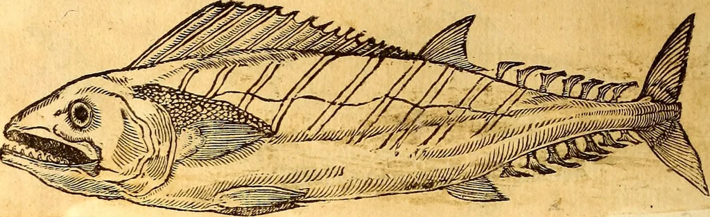 An illustration from Gvlielmi Rondeletii ... Libri de piscibus marinis, in quibus veræ piscium effigies expressæ sunt .., 1554, leaf 257