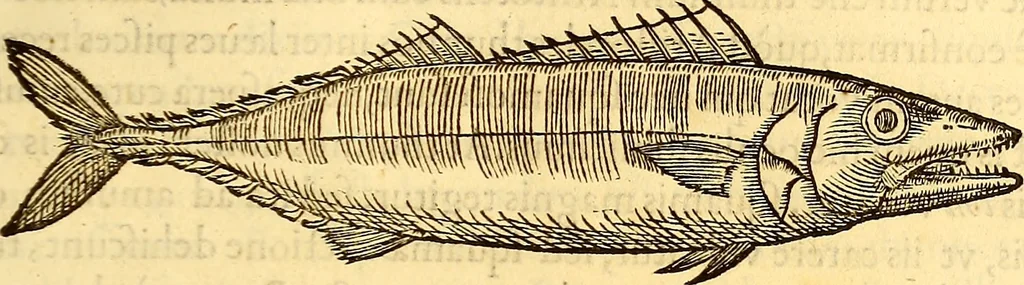 An illustration from Gvlielmi Rondeletii ... Libri de piscibus marinis, in quibus veræ piscium effigies expressæ sunt .., 1554, leaf 264