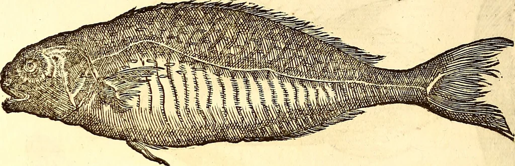 An illustration from Gvlielmi Rondeletii ... Libri de piscibus marinis, in quibus veræ piscium effigies expressæ sunt .., 1554, leaf 269